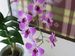 Okid Cottage Johor Bahru Hotell